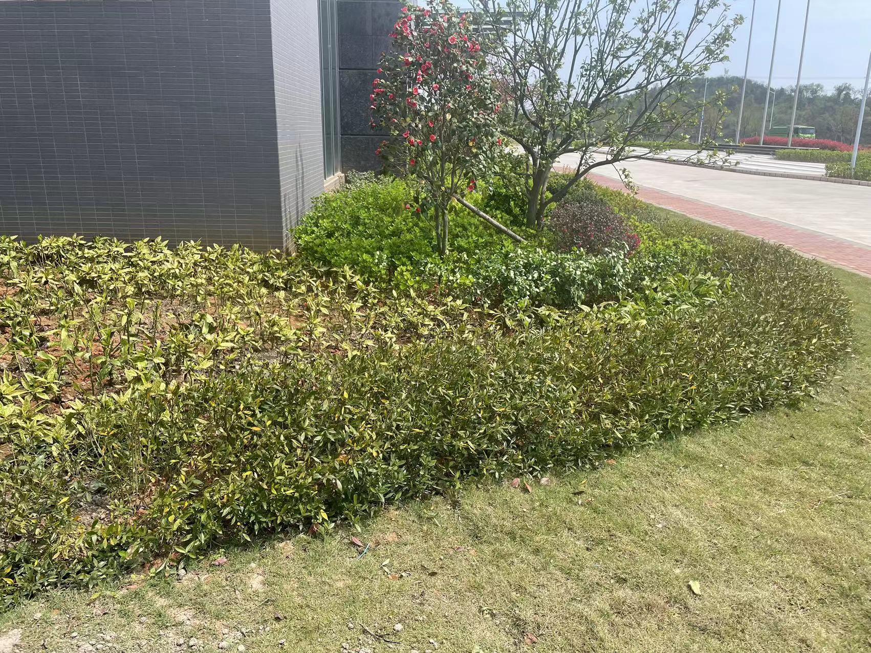 关于致枫